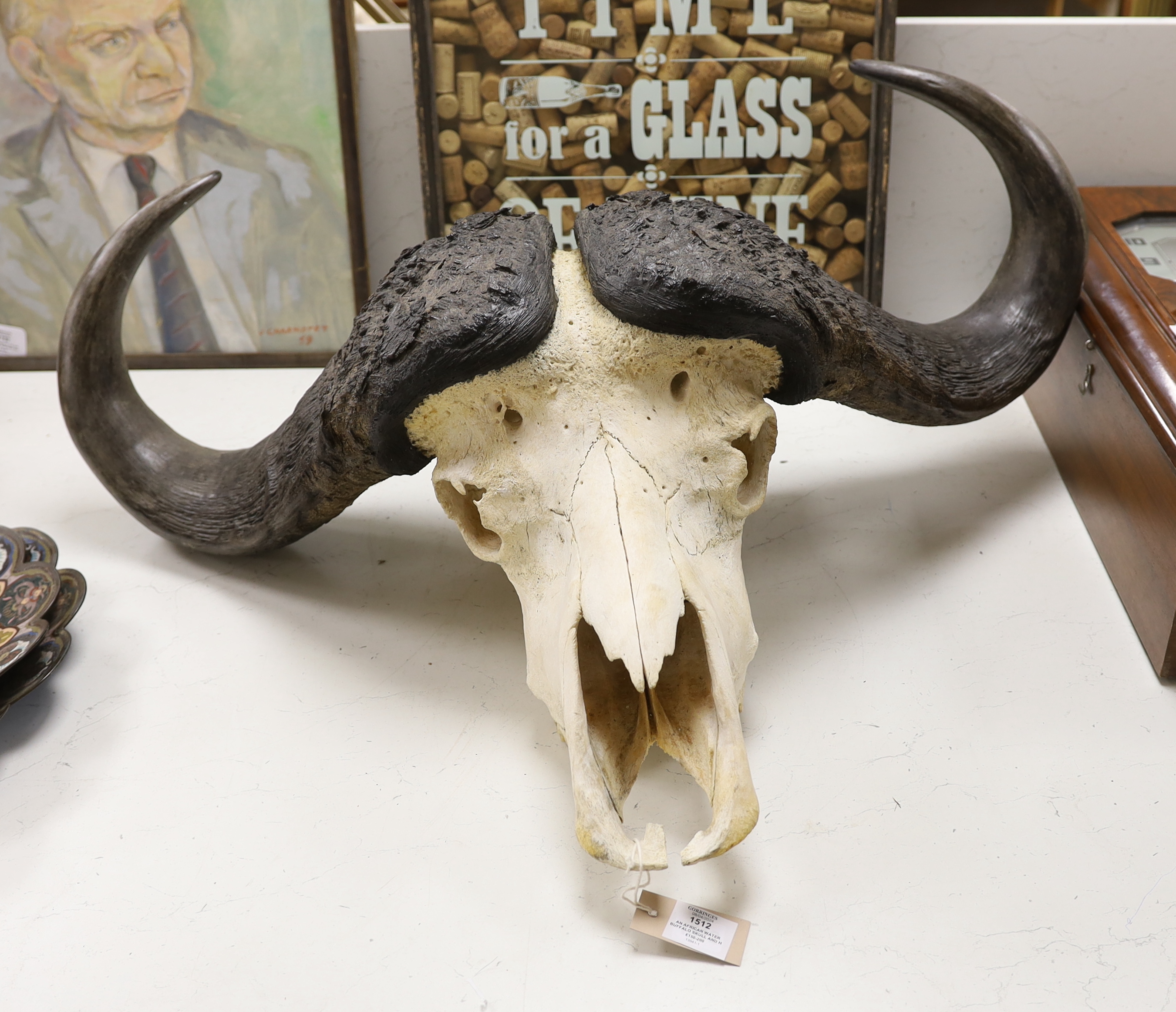 An African water buffalo skull and horns, 90cm wide